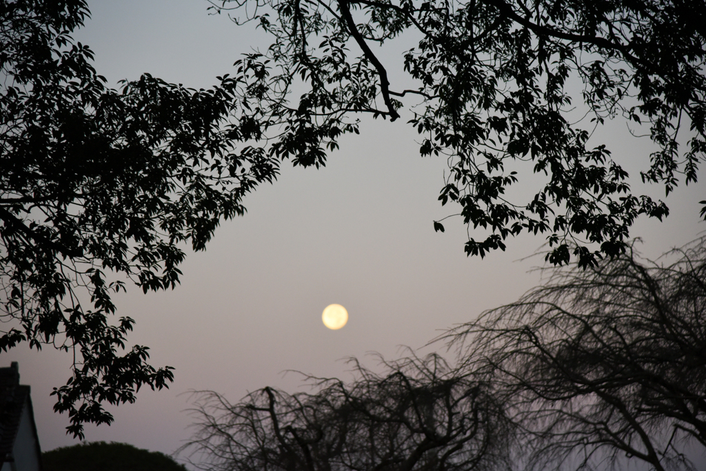 朝の月