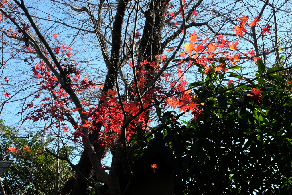 最後の紅葉