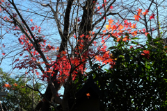 最後の紅葉