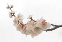 Ume blossms Ume blossms