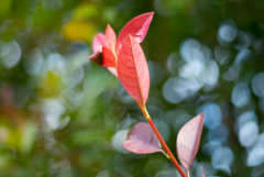 紅葉