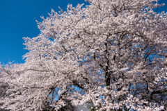 桜満開 桜満開