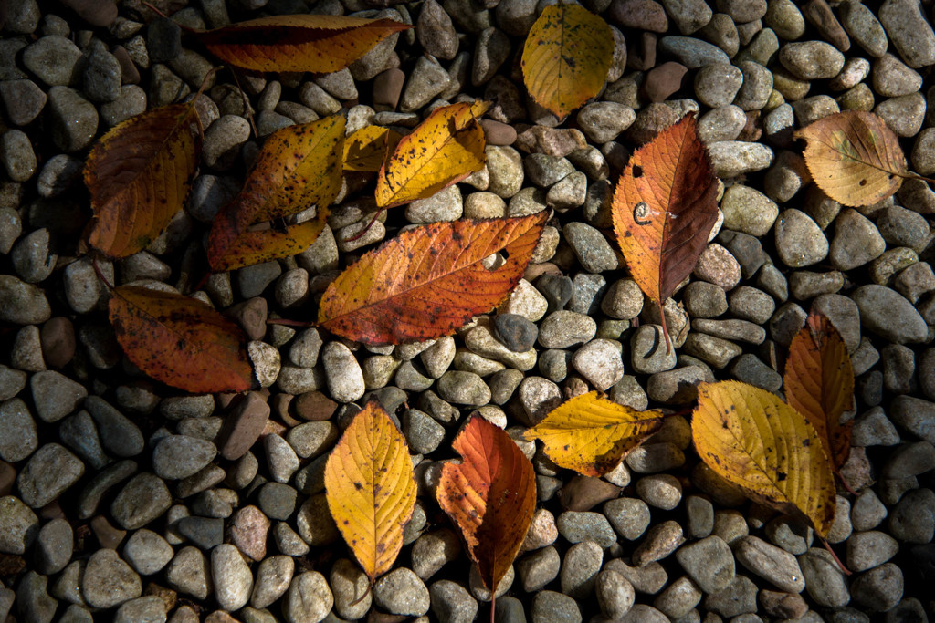落ち葉
