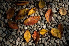 落ち葉