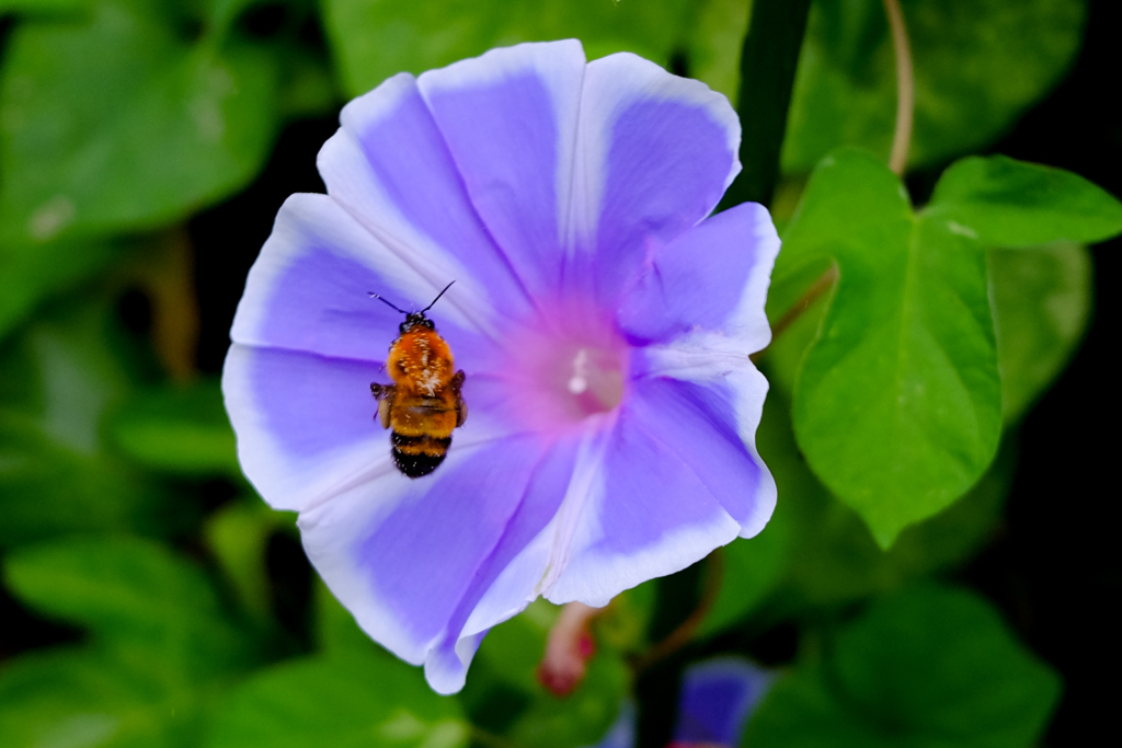 蜜を吸いに