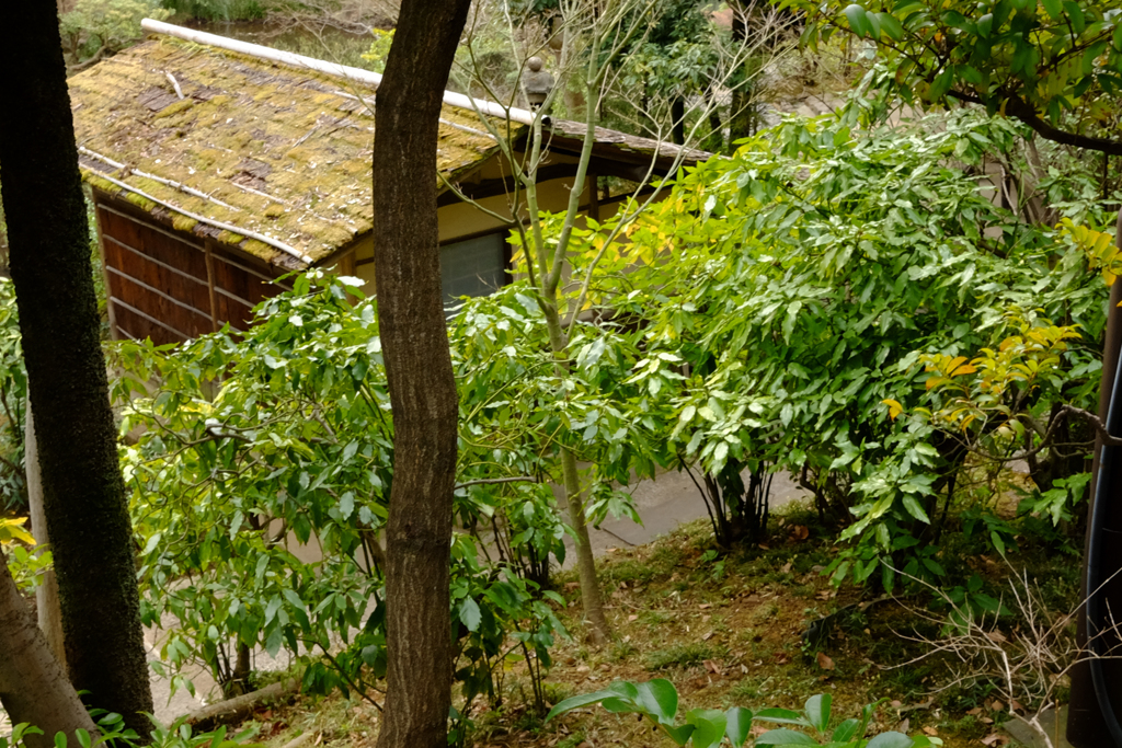 春を待ち焦がれる