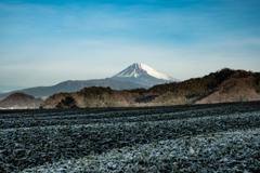 茶畑から望む富士山