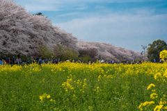 花見 花見