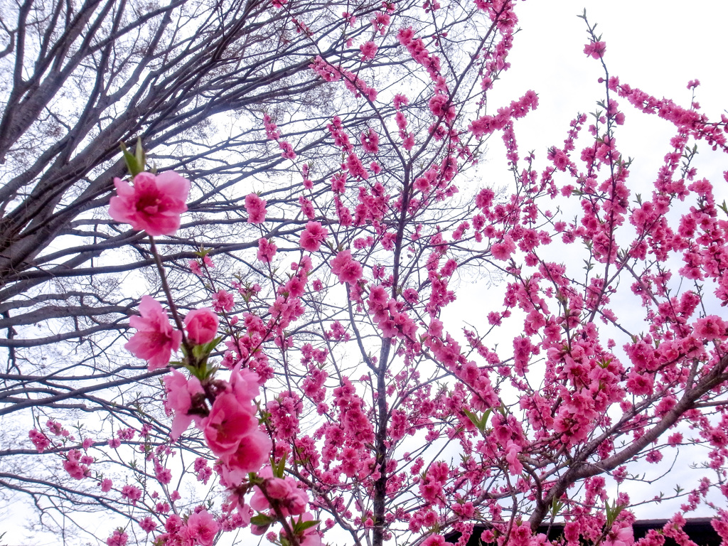 もも咲く