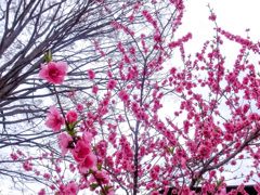 もも咲く