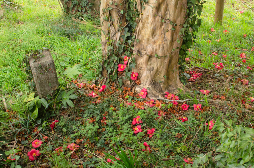 椿(２)落ちても咲かんと