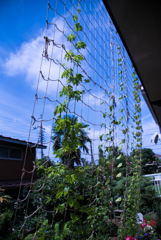 green curtain under growing