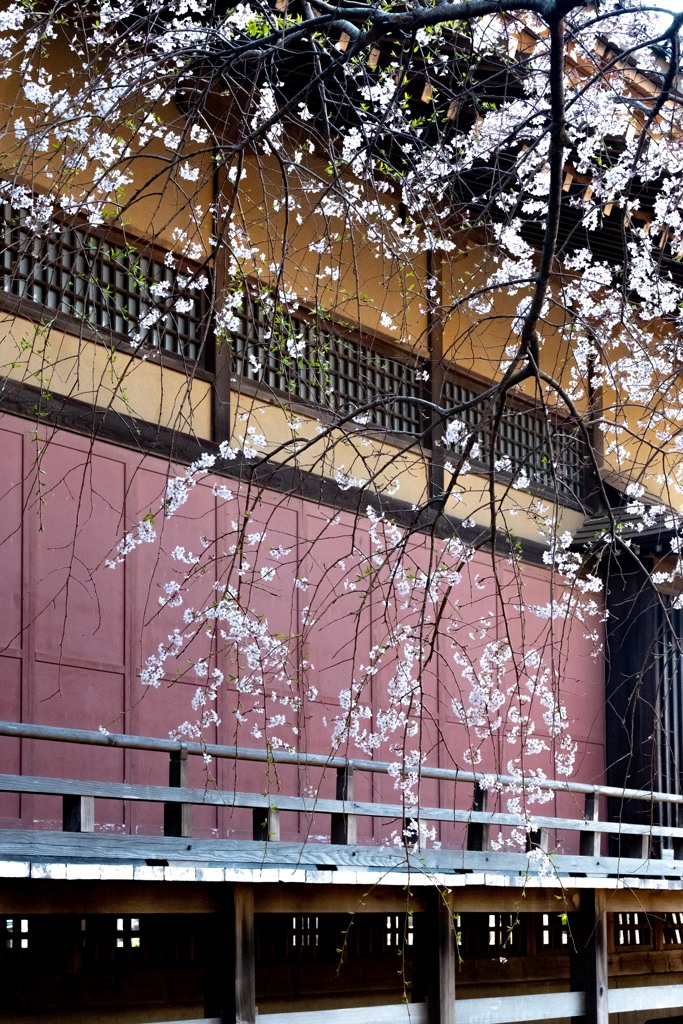 寺の桜