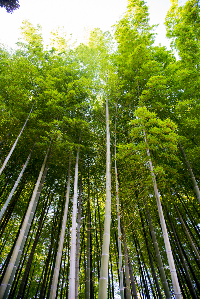 竹林