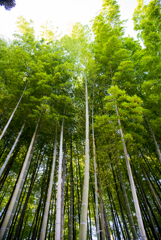 竹林