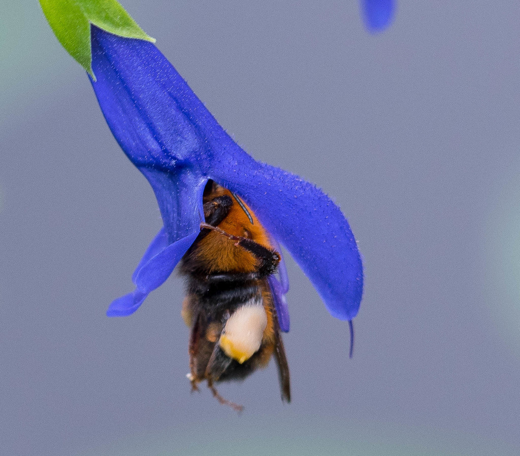 蜂