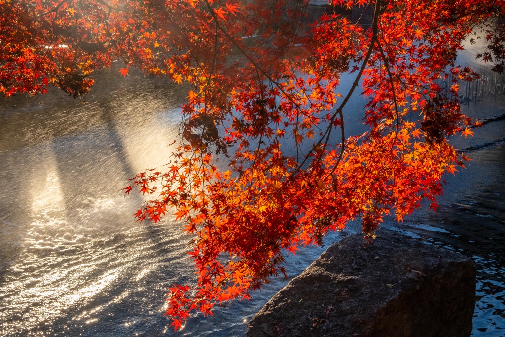 紅葉、光を受けて