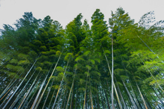 竹林を仰ぐ