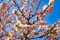 桜近景 桜近景