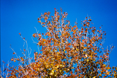 秋の空と紅葉