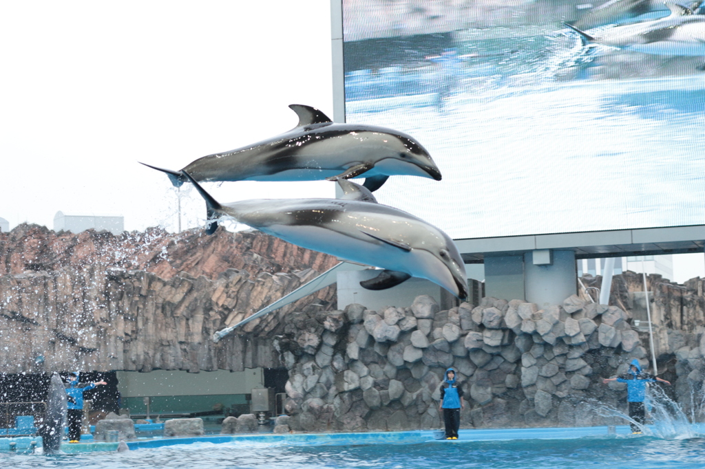 名古屋港水族館_06