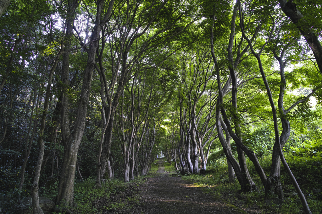 奥の細道