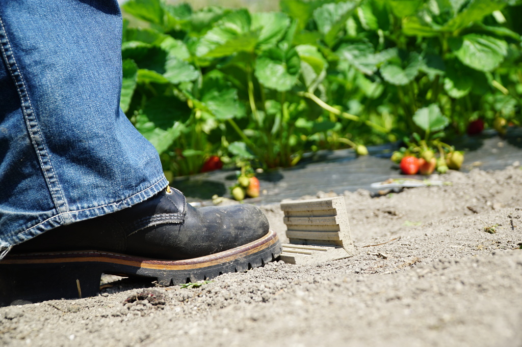 RED WING X いちご