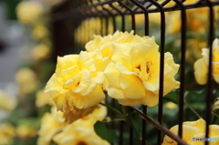 黄色いバラ