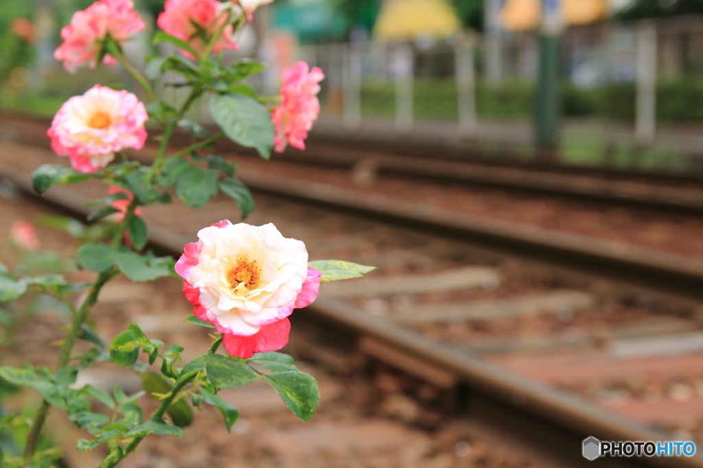 花と線路。①