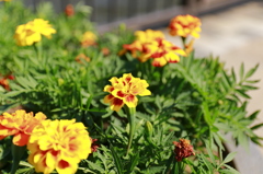 お花②
