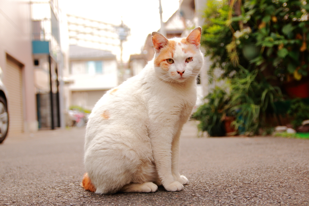 近所のねこ