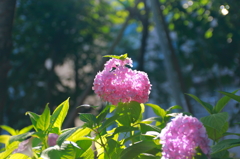 花③　