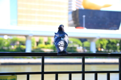 はと②　おしりー
