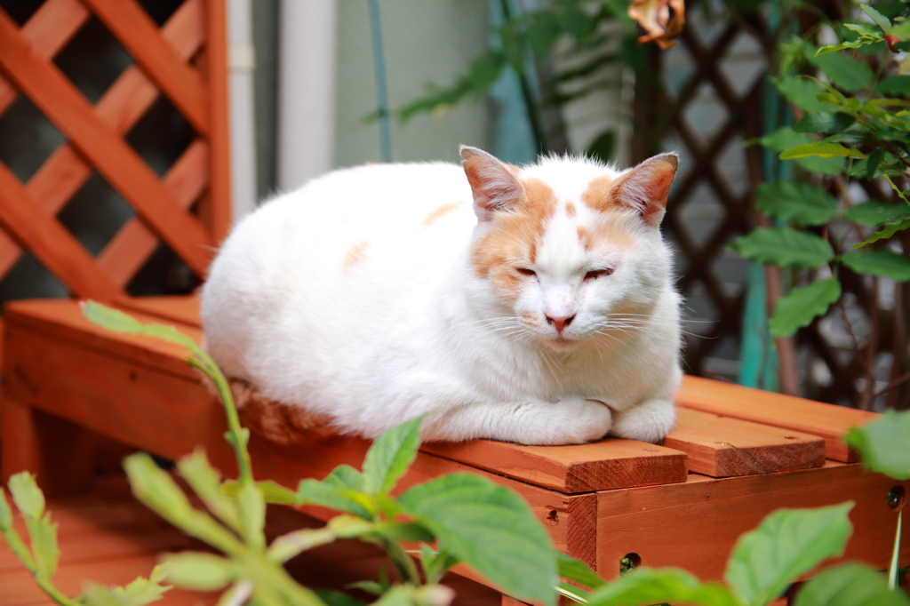 近所の猫