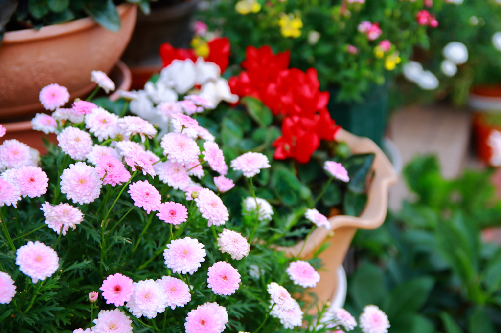 お花