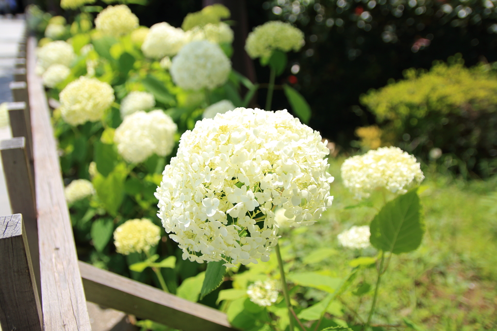 花①