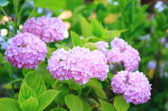 花④