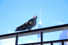 はと③　スカイツリーと