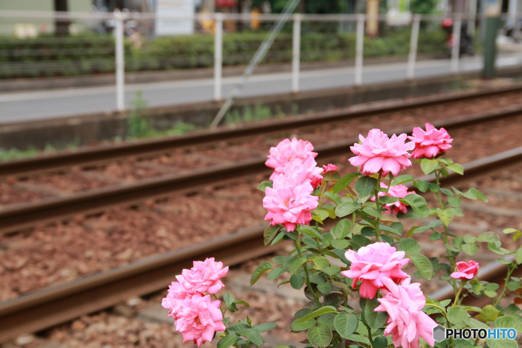 花と線路。②