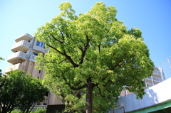 木