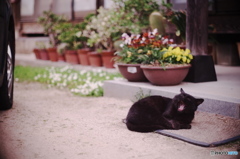 家に住み着いてる黒猫さん