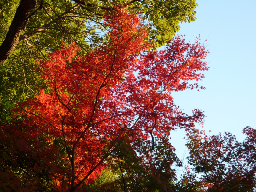 紅葉