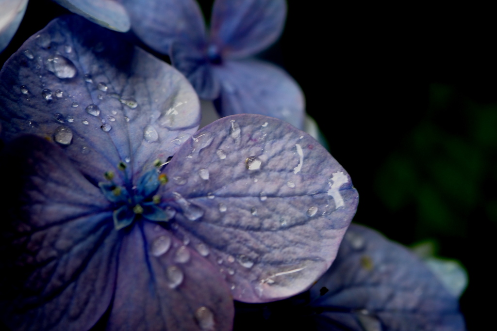 雨上がりの紫陽花．．．