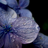 雨上がりの紫陽花．．．