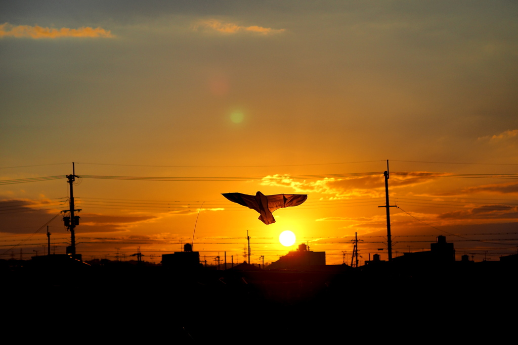 夕日に舞う．．．