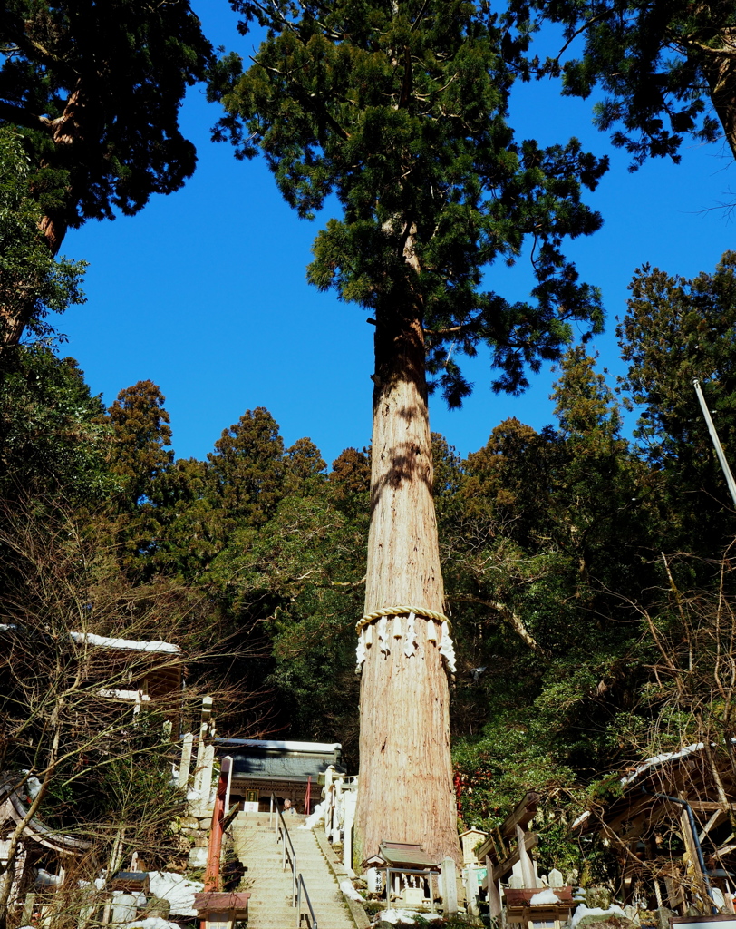 鞍馬寺 大杉
