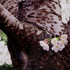 sakura2