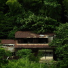 森にのみ込まれる廃家