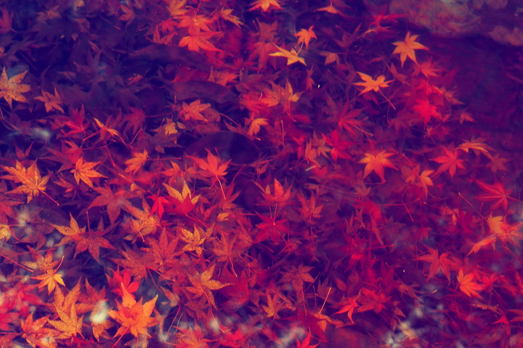 水紅葉