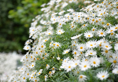 どこかで見た花